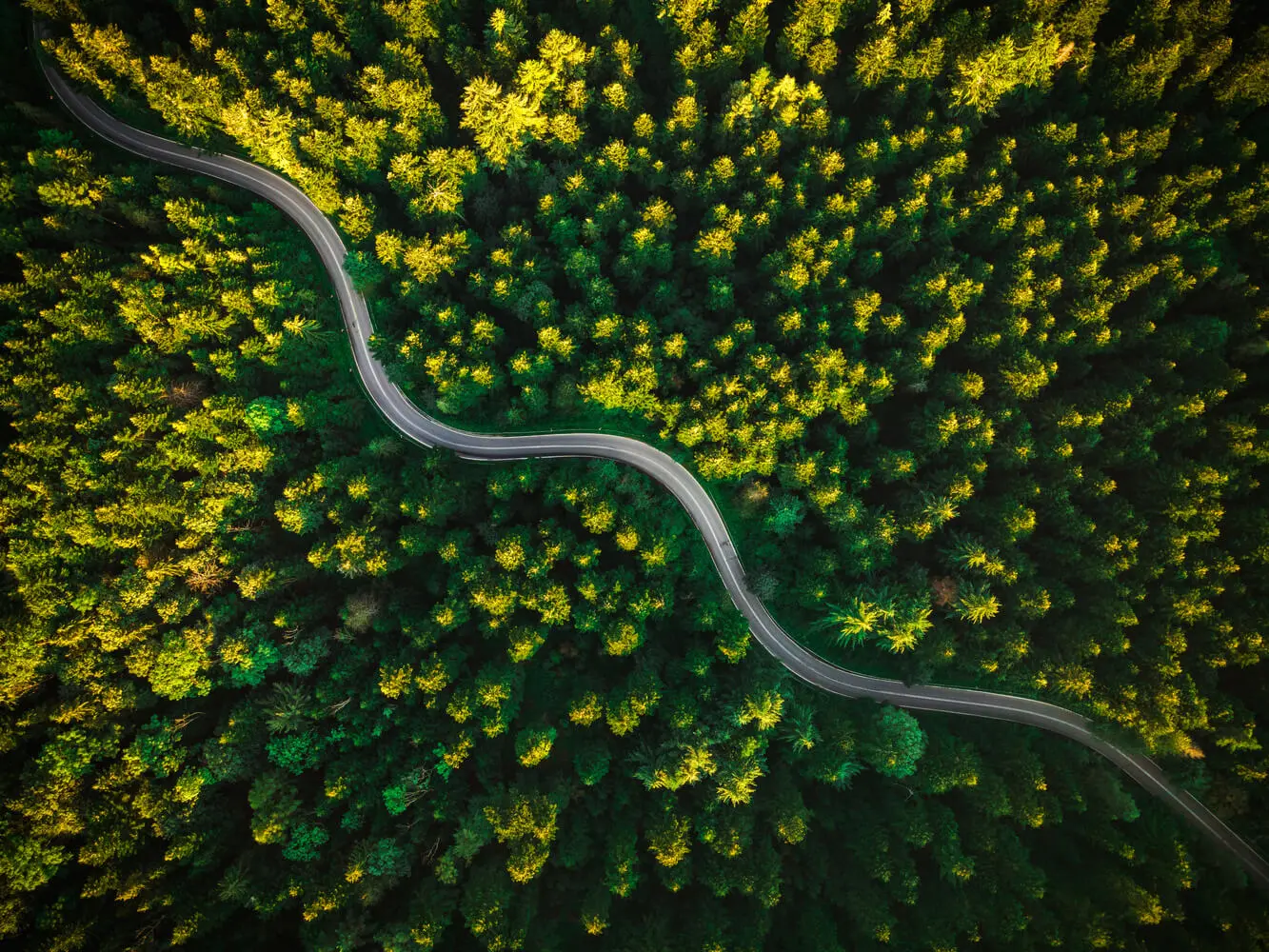 Route dans une forêt