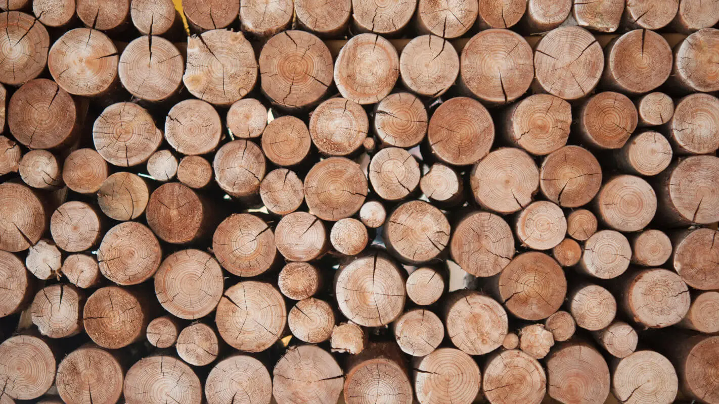 Des billots de bois