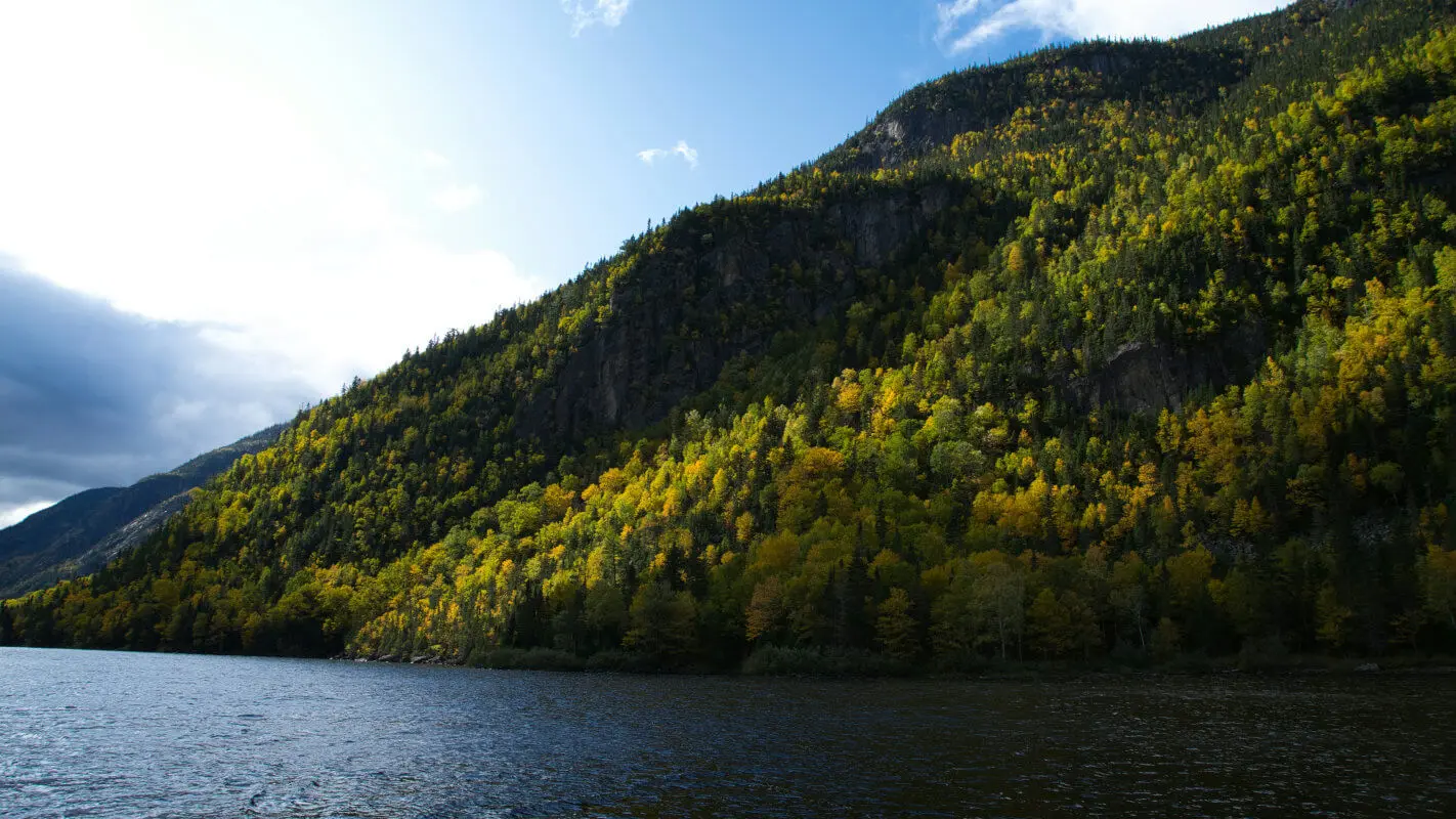 Un forêt montagneuse sur le bort de l'eau